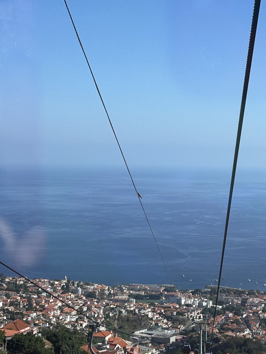 Turmfalke (canariensis/dacotiae) - ML644605090