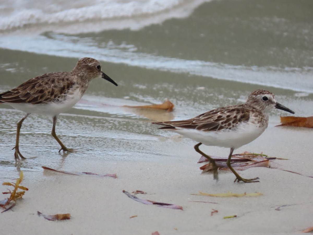 Least Sandpiper - ML644605097
