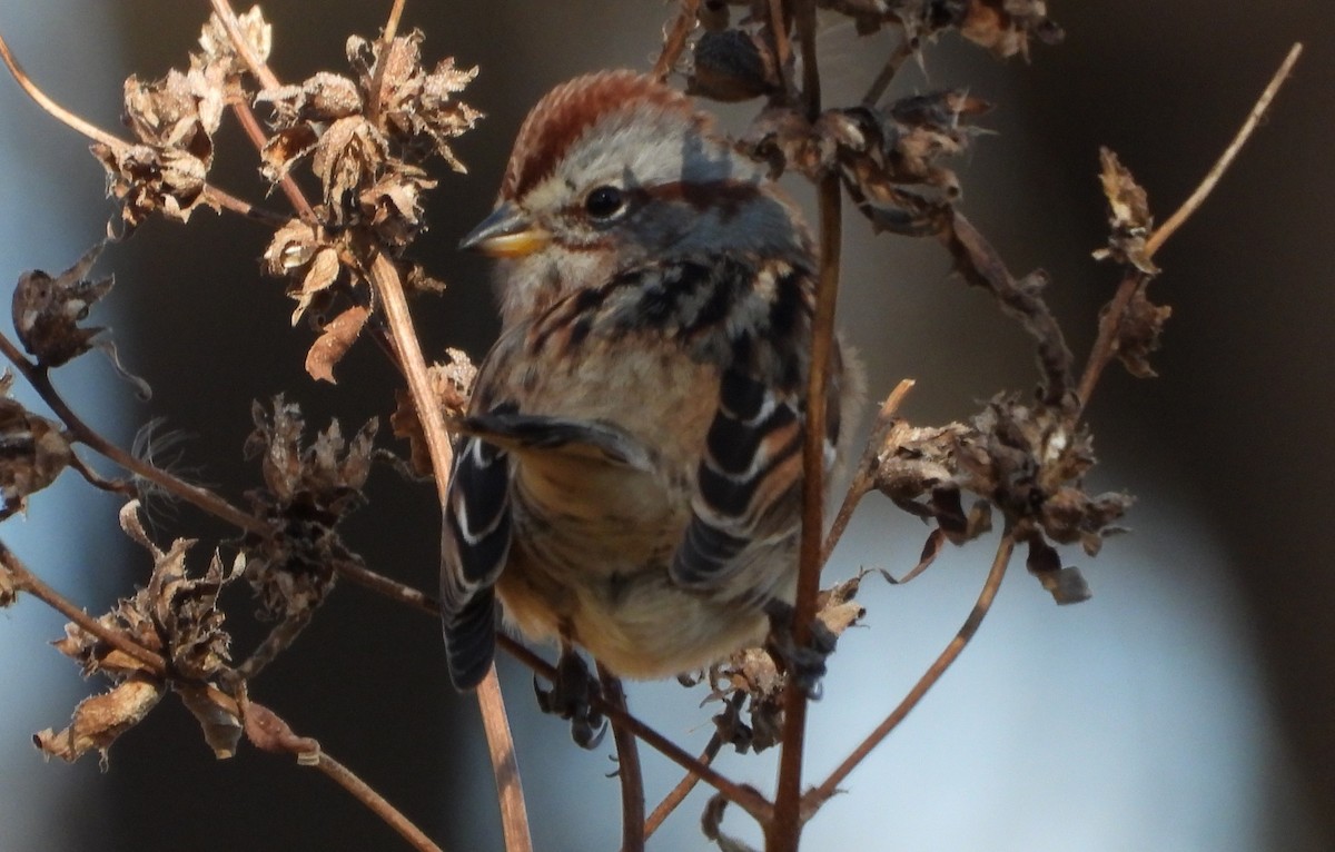 ムナフヒメドリ - ML644605100