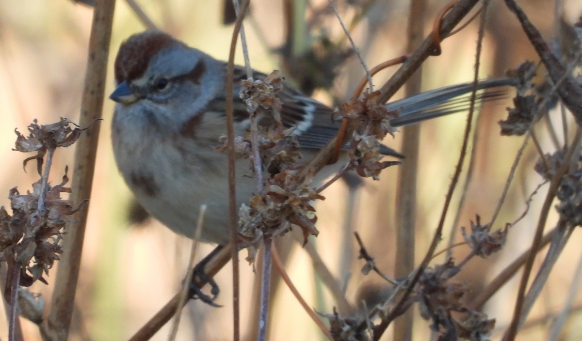 ムナフヒメドリ - ML644605101