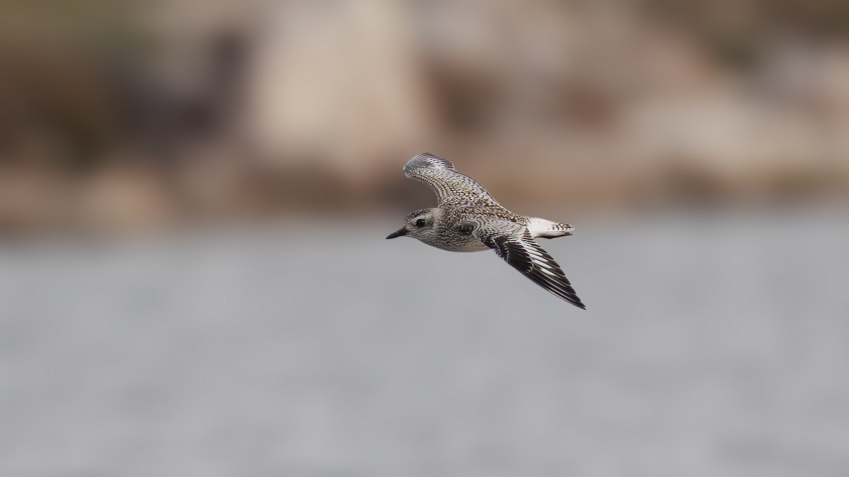 Black-bellied Plover - ML644605109