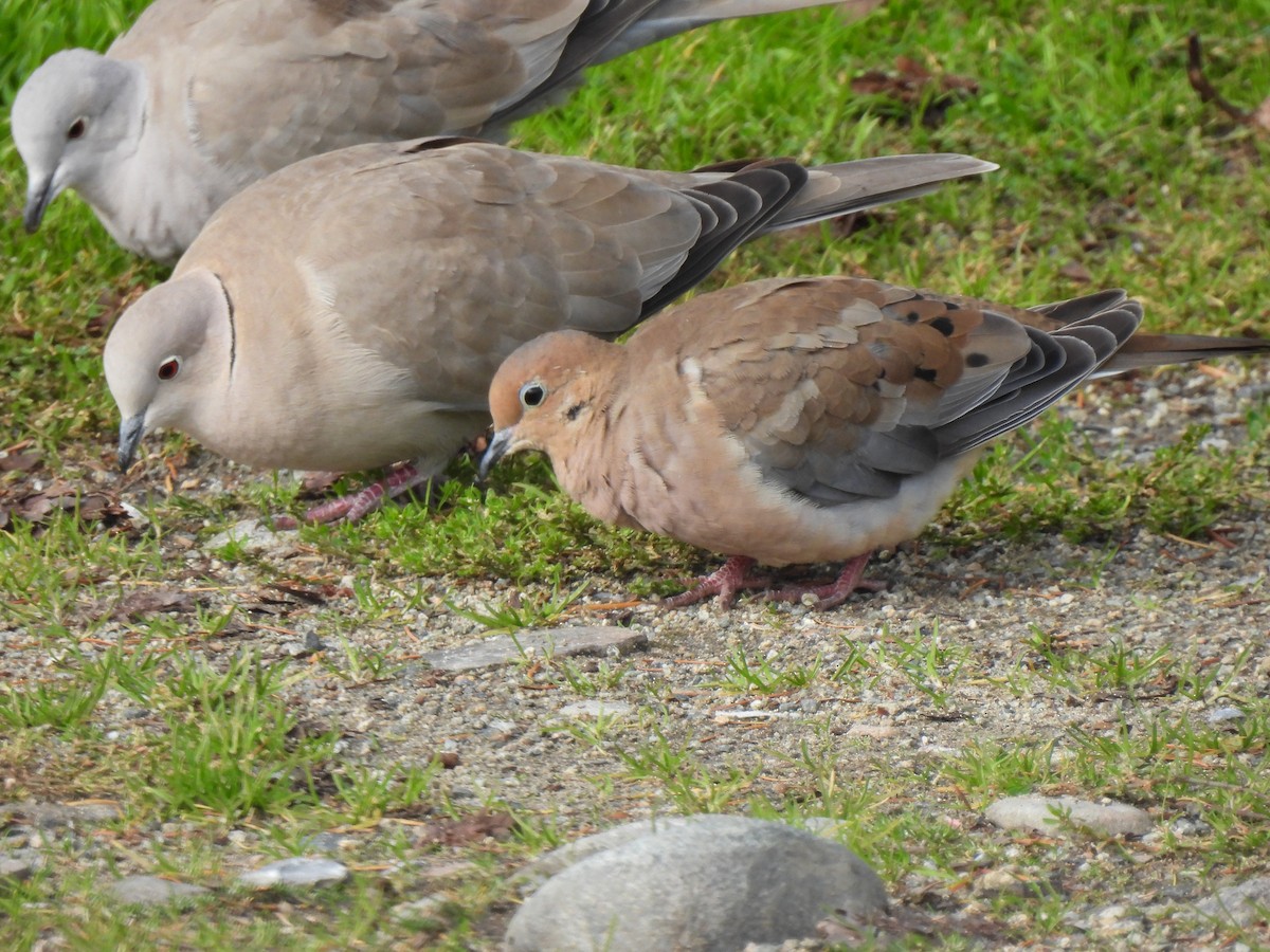 Mourning Dove - ML644605111