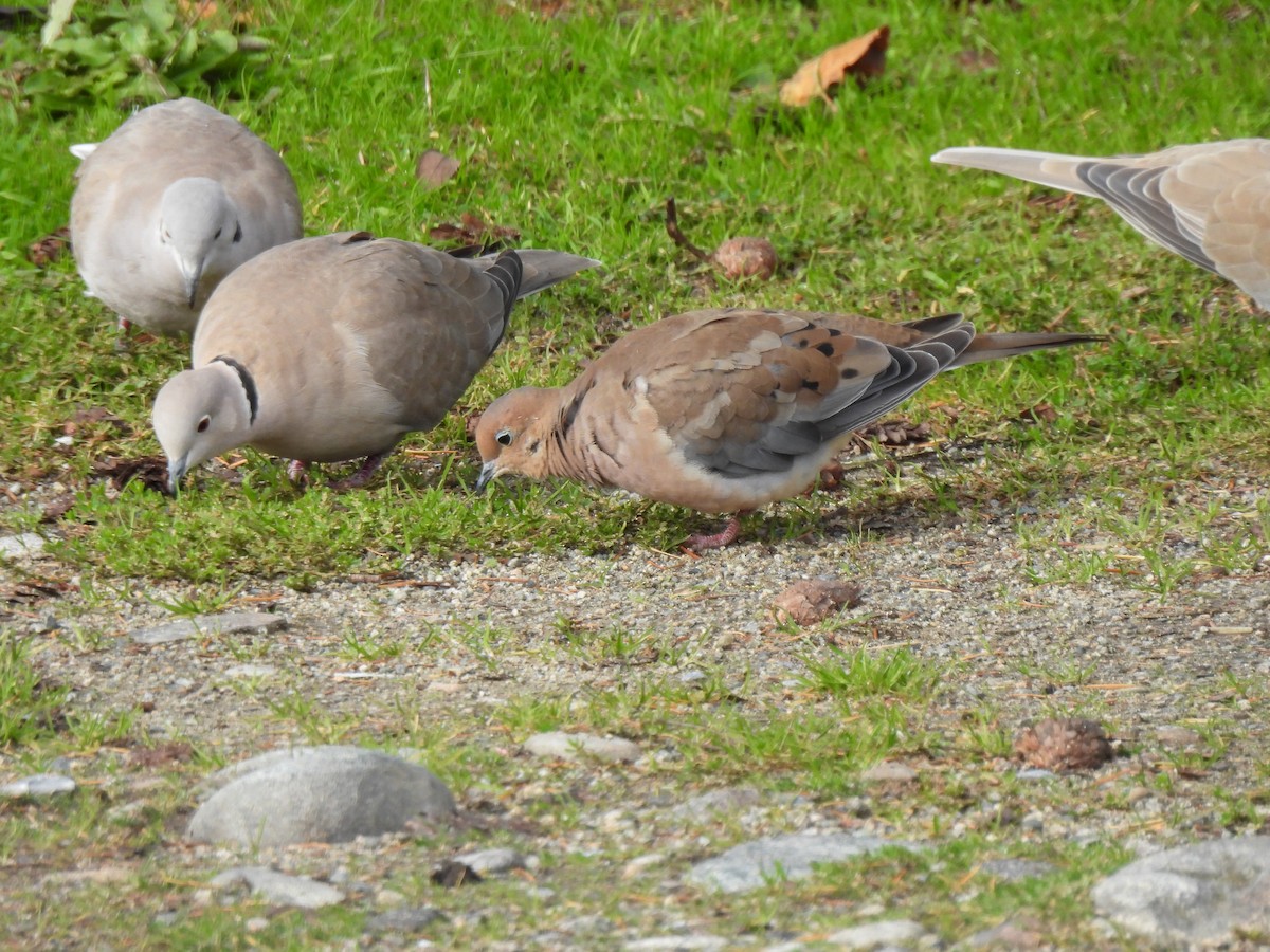 Mourning Dove - ML644605112