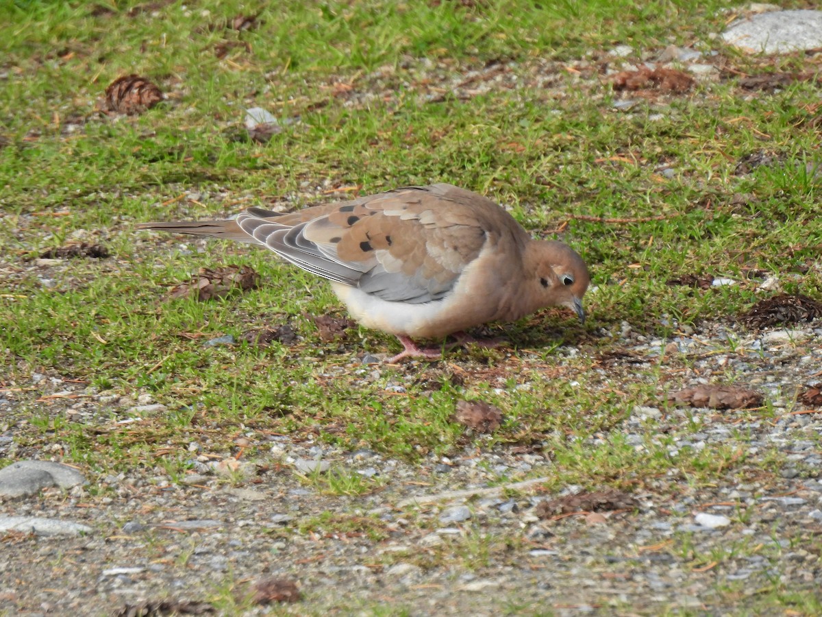 Mourning Dove - ML644605113