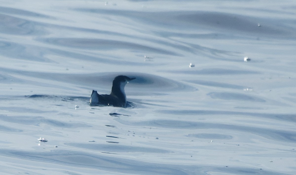 Guadalupe Murrelet - ML644605114