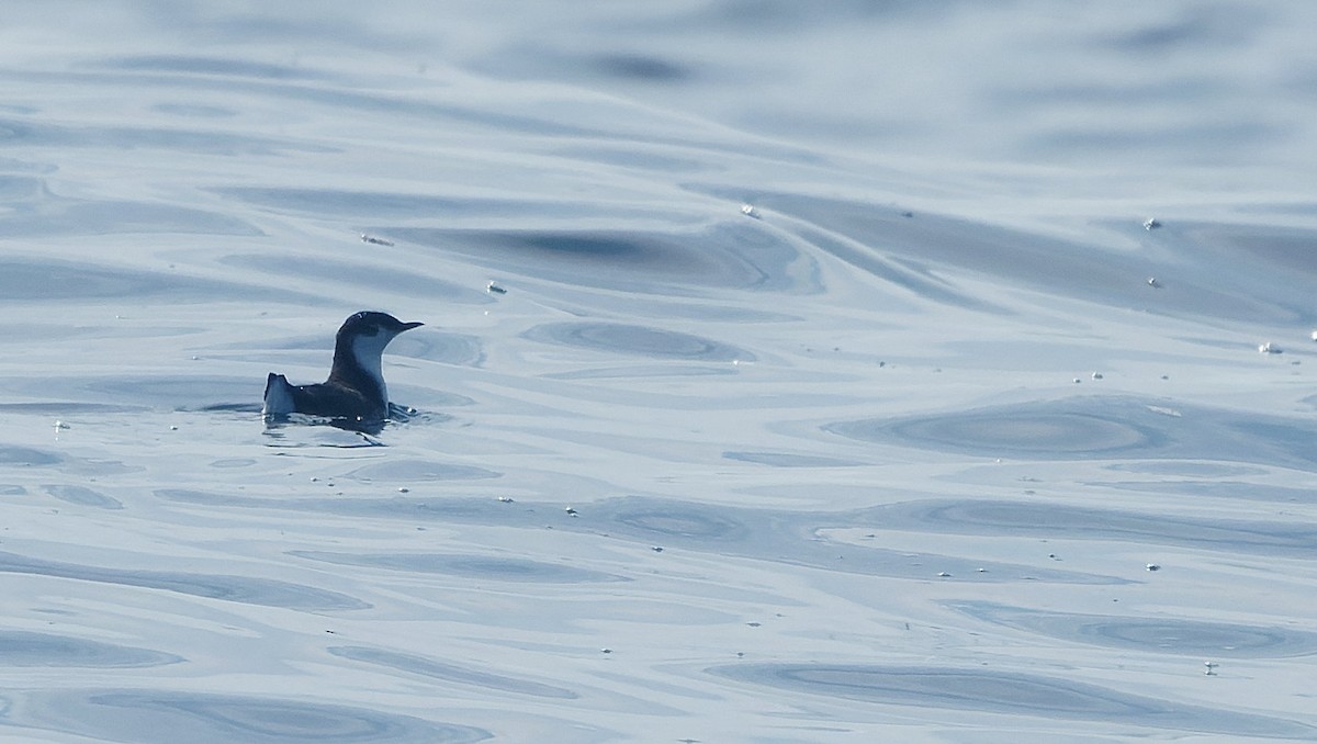 Guadalupe Murrelet - ML644605115