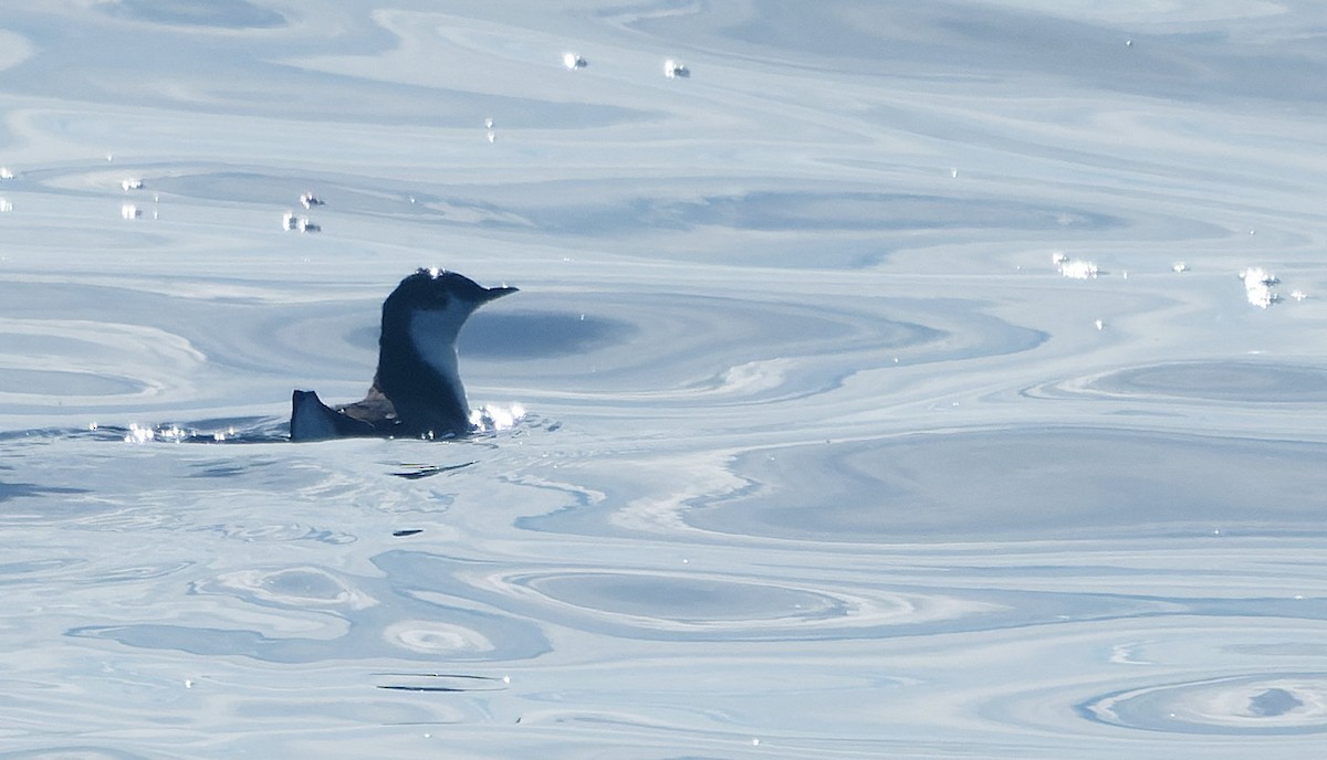 Guadalupe Murrelet - ML644605116