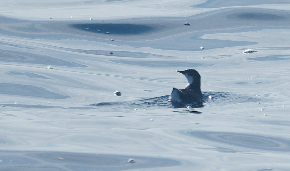 Guadalupe Murrelet - ML644605117