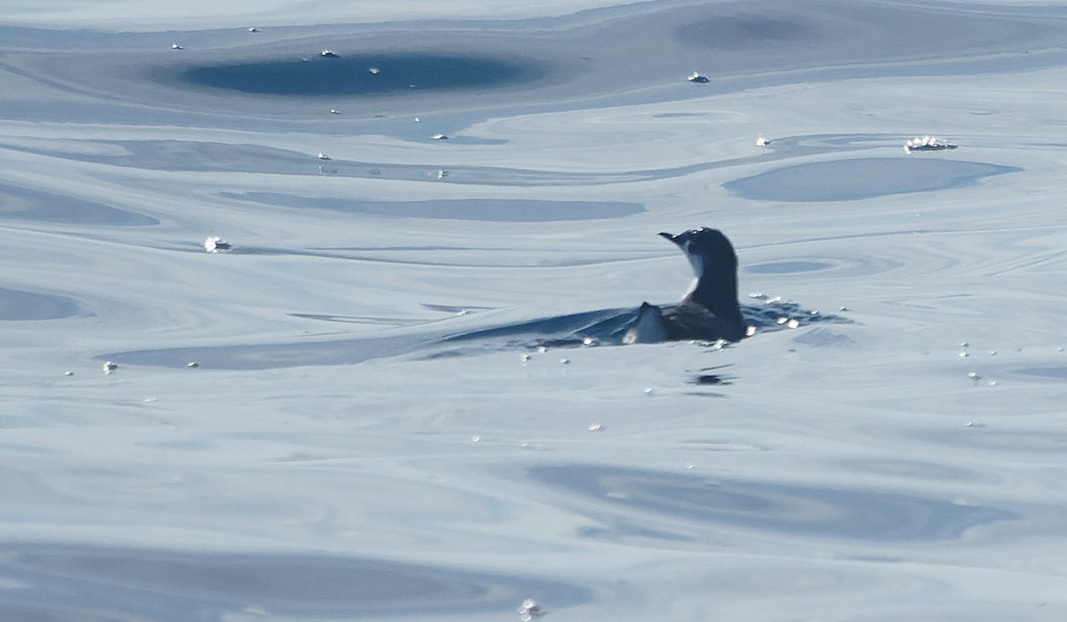 Guadalupe Murrelet - ML644605118