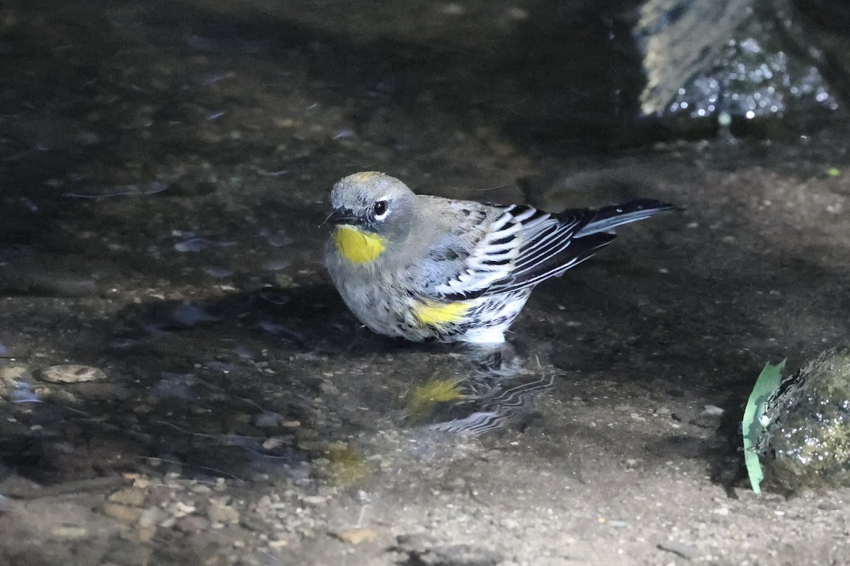 Yellow-rumped Warbler - ML644605120