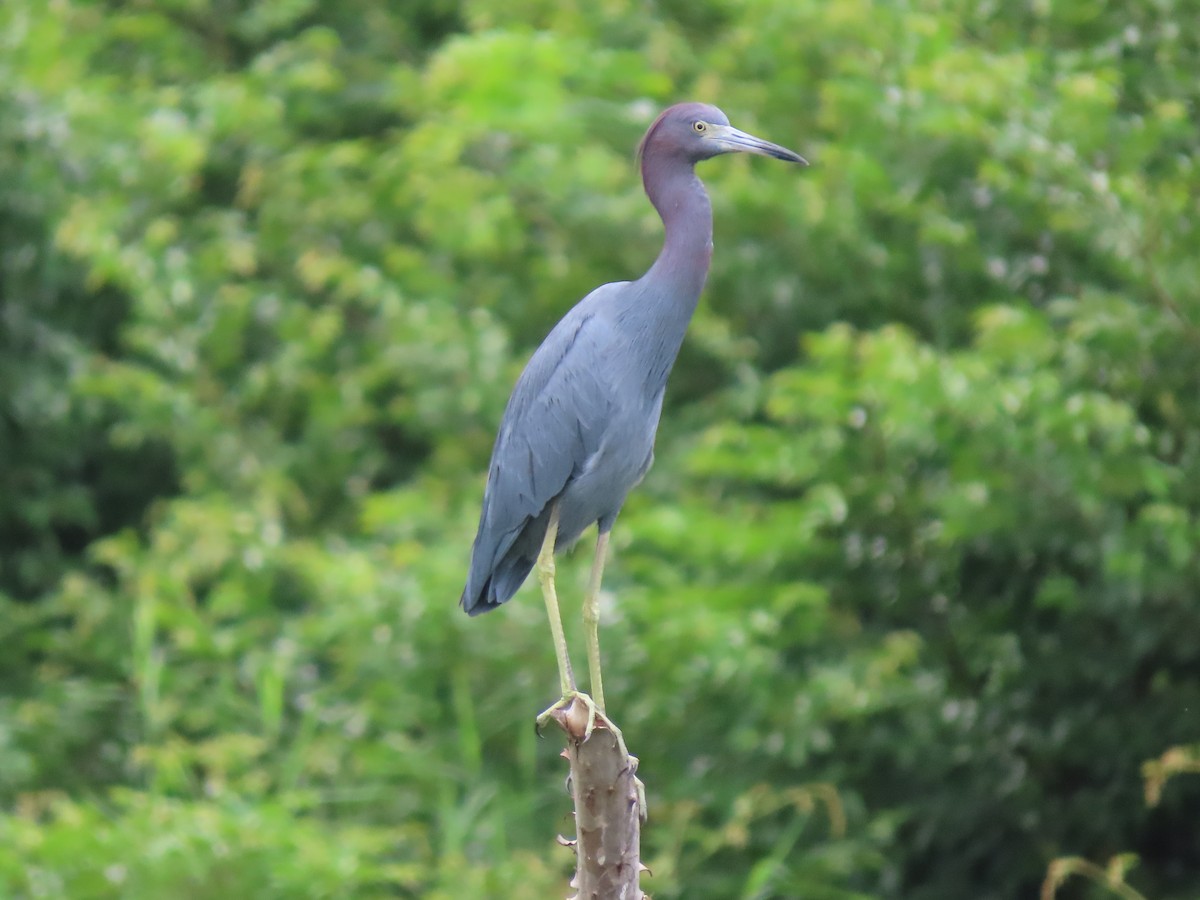 Little Blue Heron - ML644605125
