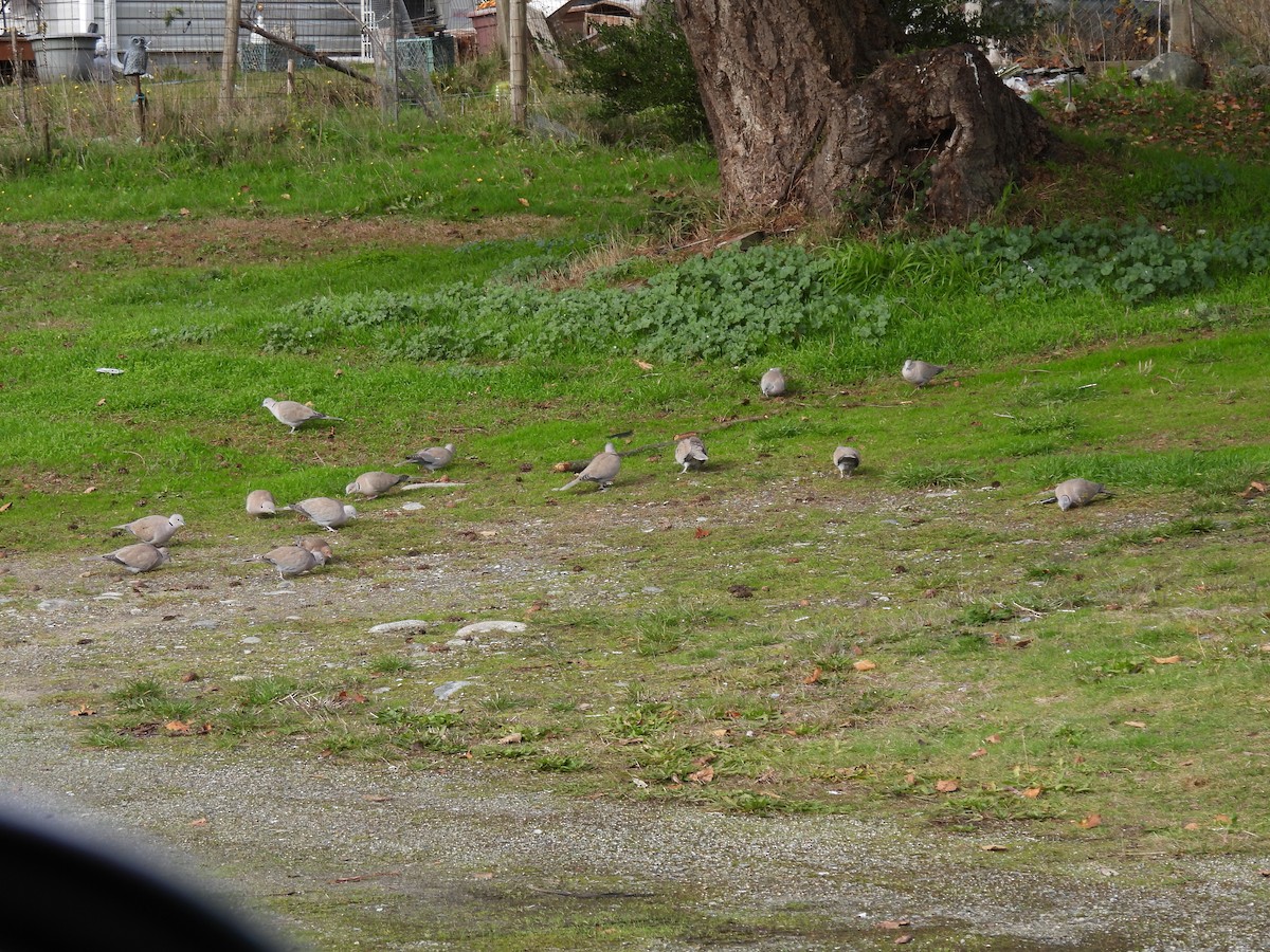Eurasian Collared-Dove - ML644605127