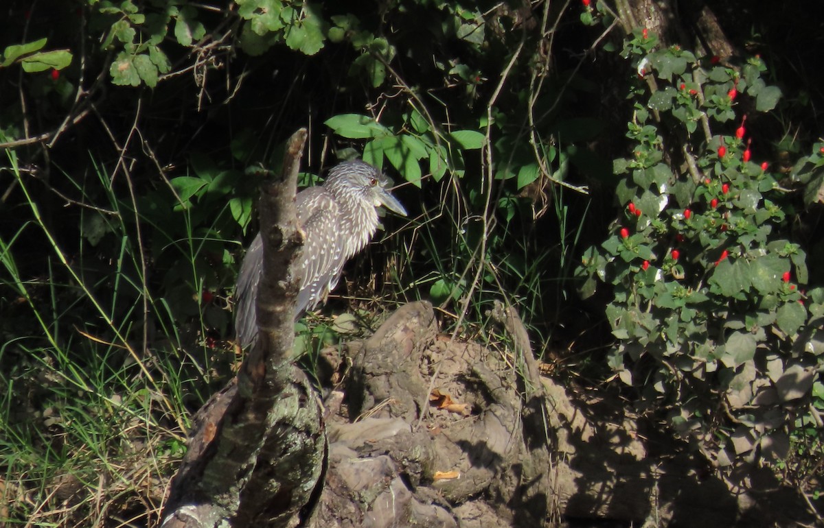 Yellow-crowned Night Heron - ML644605133