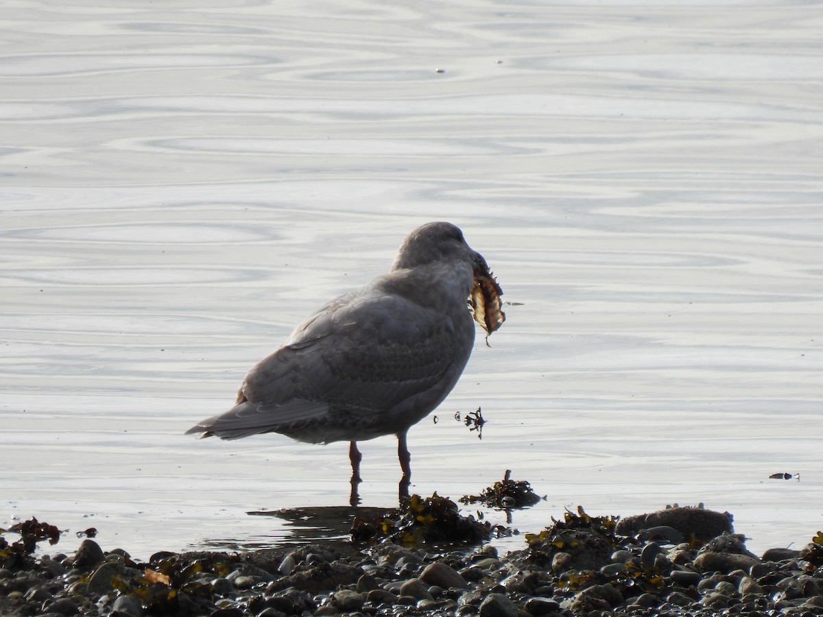 Glaucous-winged Gull - ML644605134