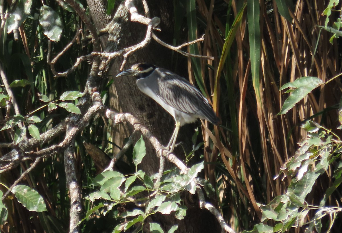 Yellow-crowned Night Heron - ML644605139