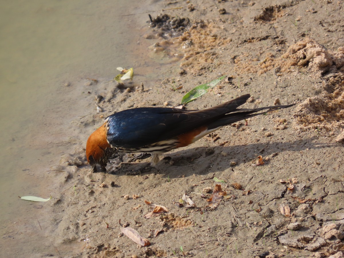 Lesser Striped Swallow - ML644605141