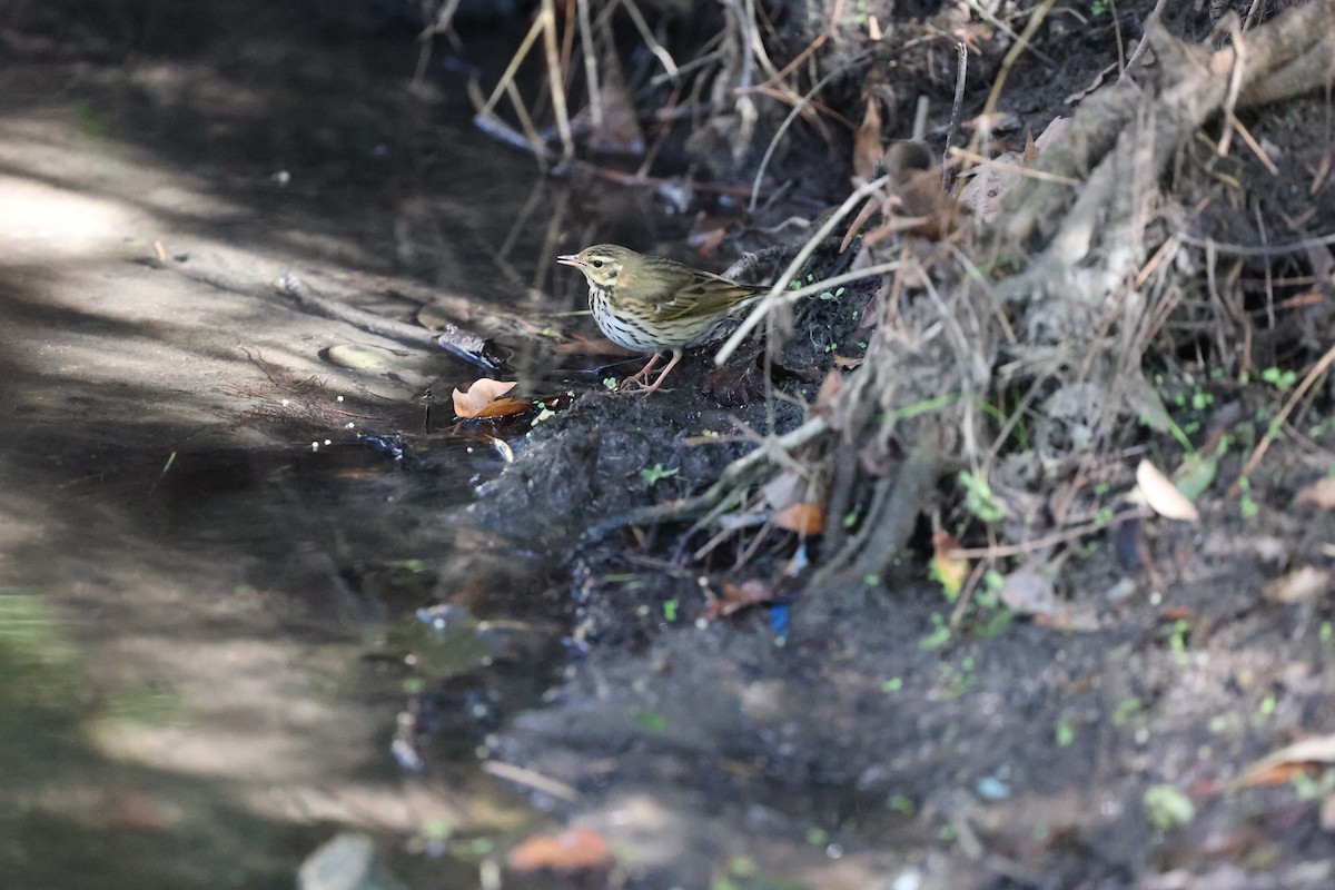 Olive-backed Pipit - ML644605143