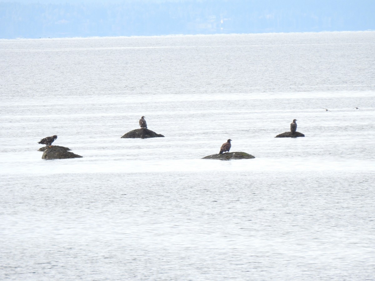 Bald Eagle - ML644605148