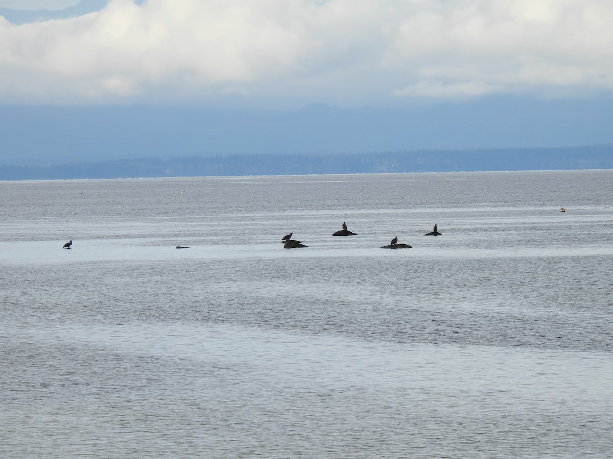 Bald Eagle - ML644605149