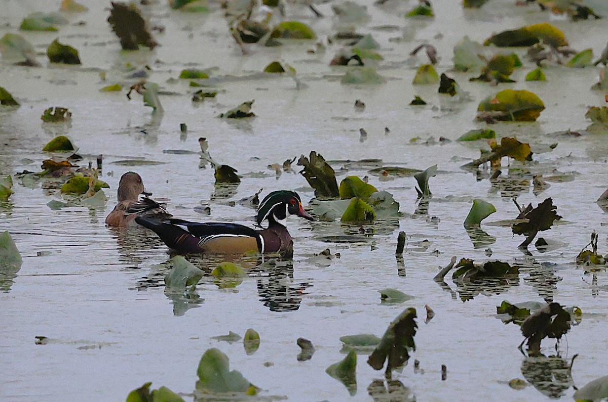 Ahate karolinarra - ML644605150