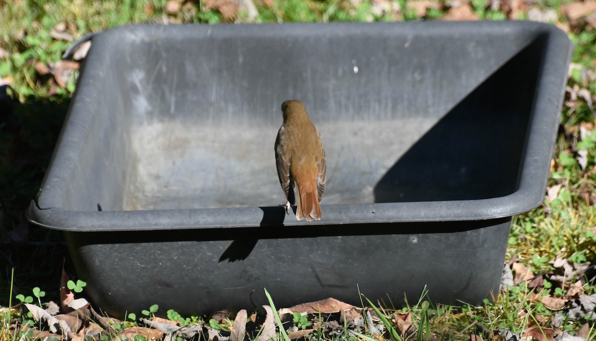 Hermit Thrush - ML644605151