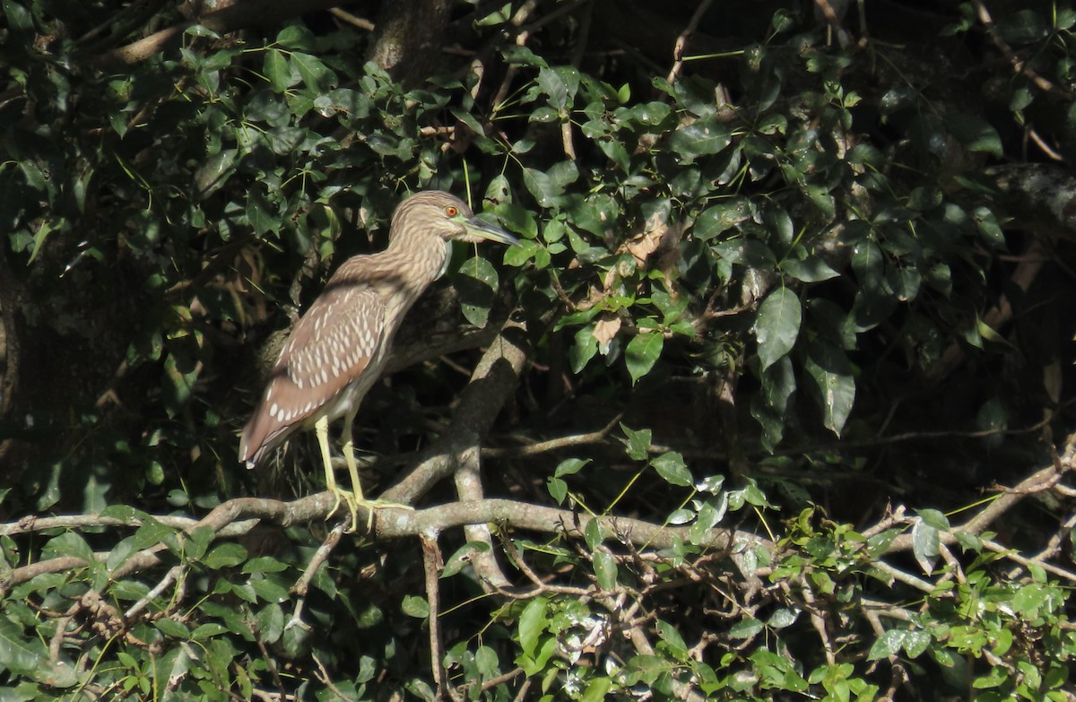 夜鷺 - ML644605152