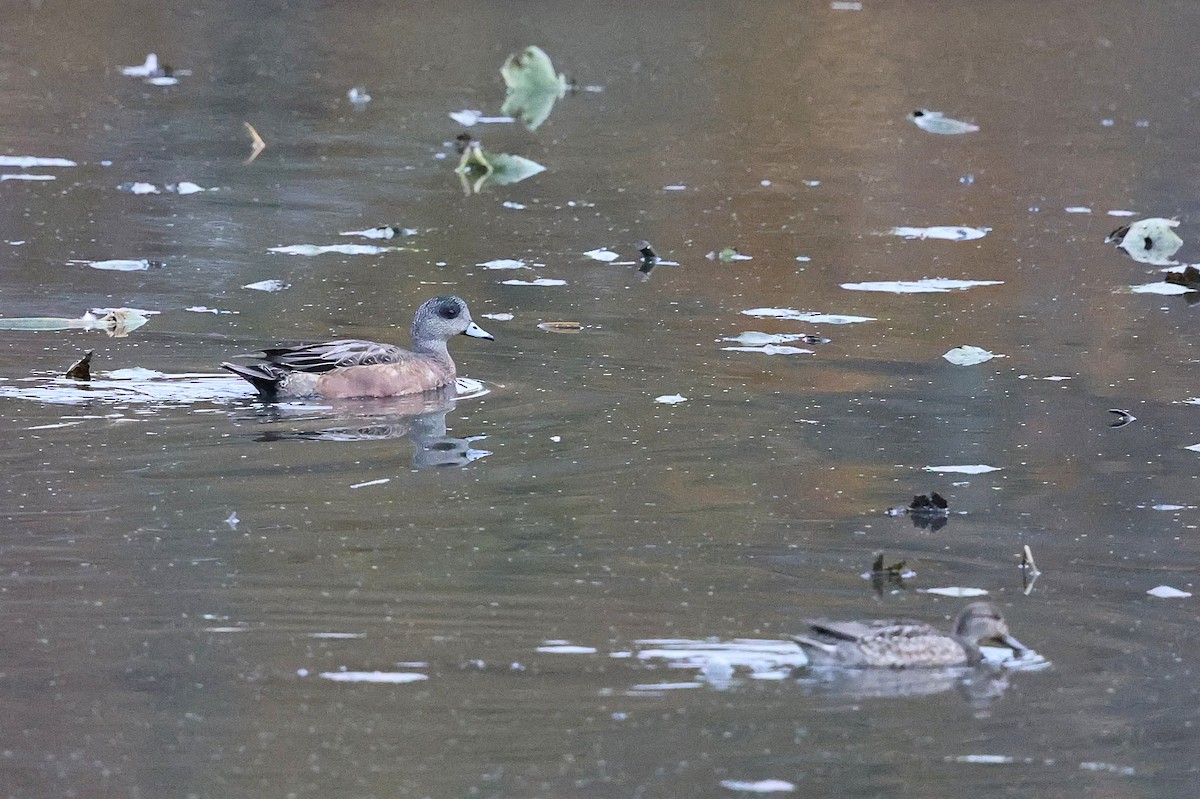 Ahate txistulari amerikarra - ML644605156