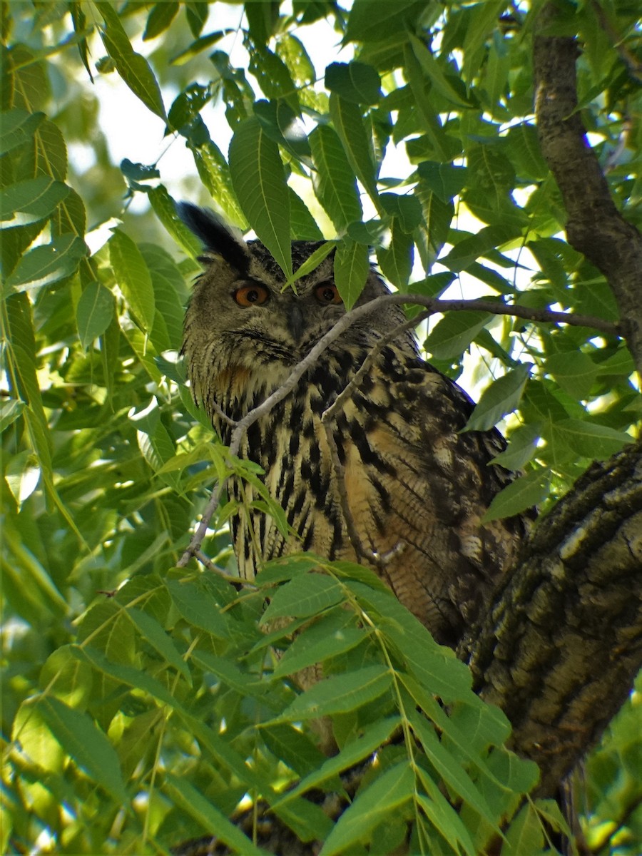 Эгэл шар шувуу - ML644605164