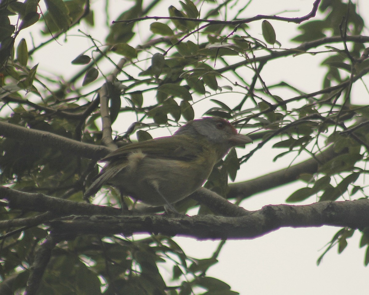 Rufous-browed Peppershrike - ML644605167