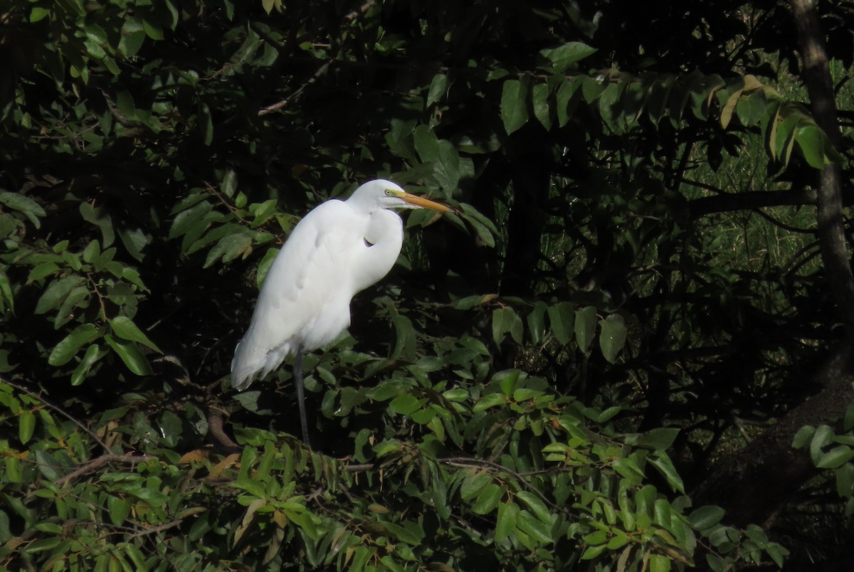 大白鷺 - ML644605172