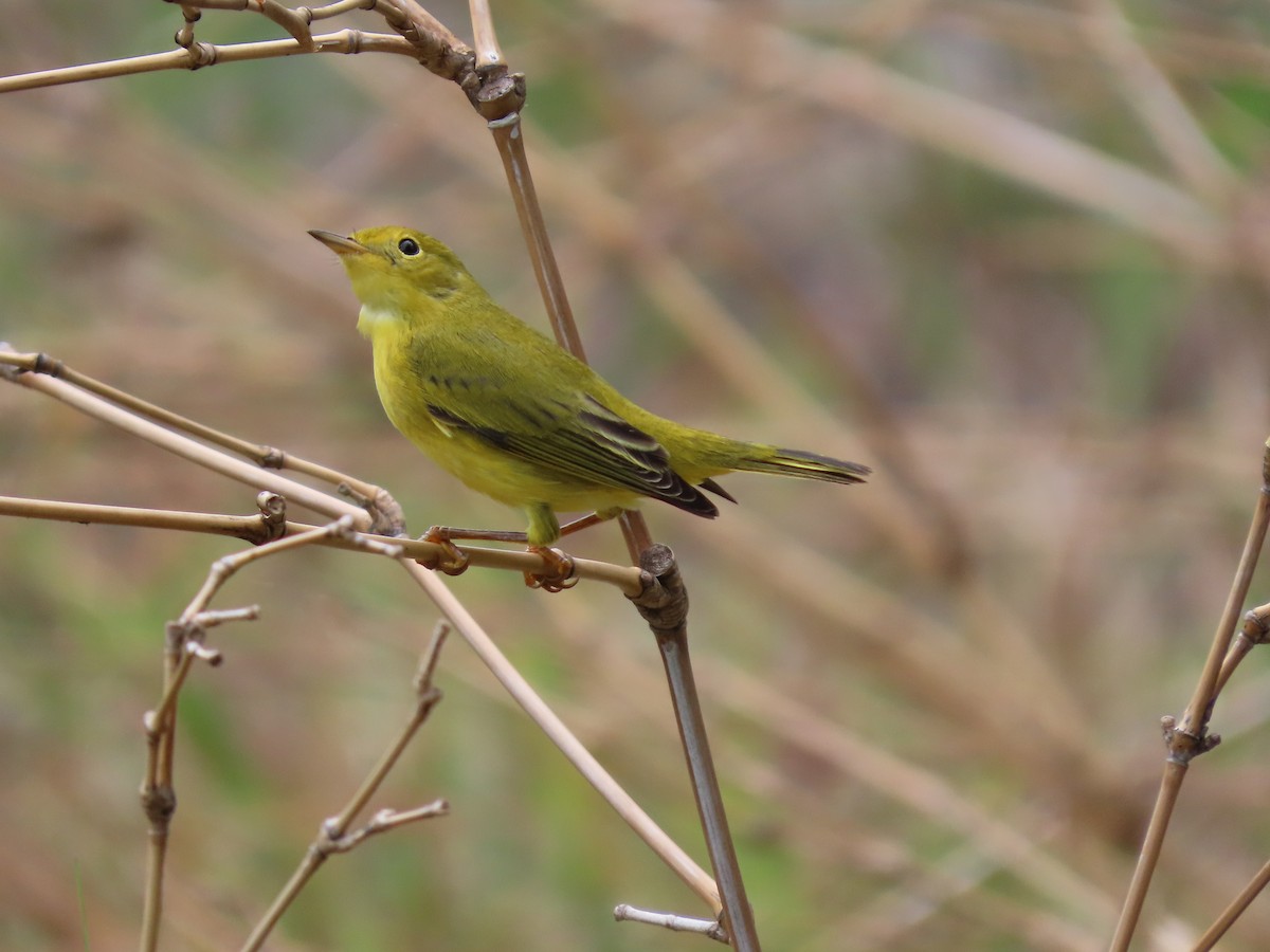 Northern Yellow Warbler - ML644605176