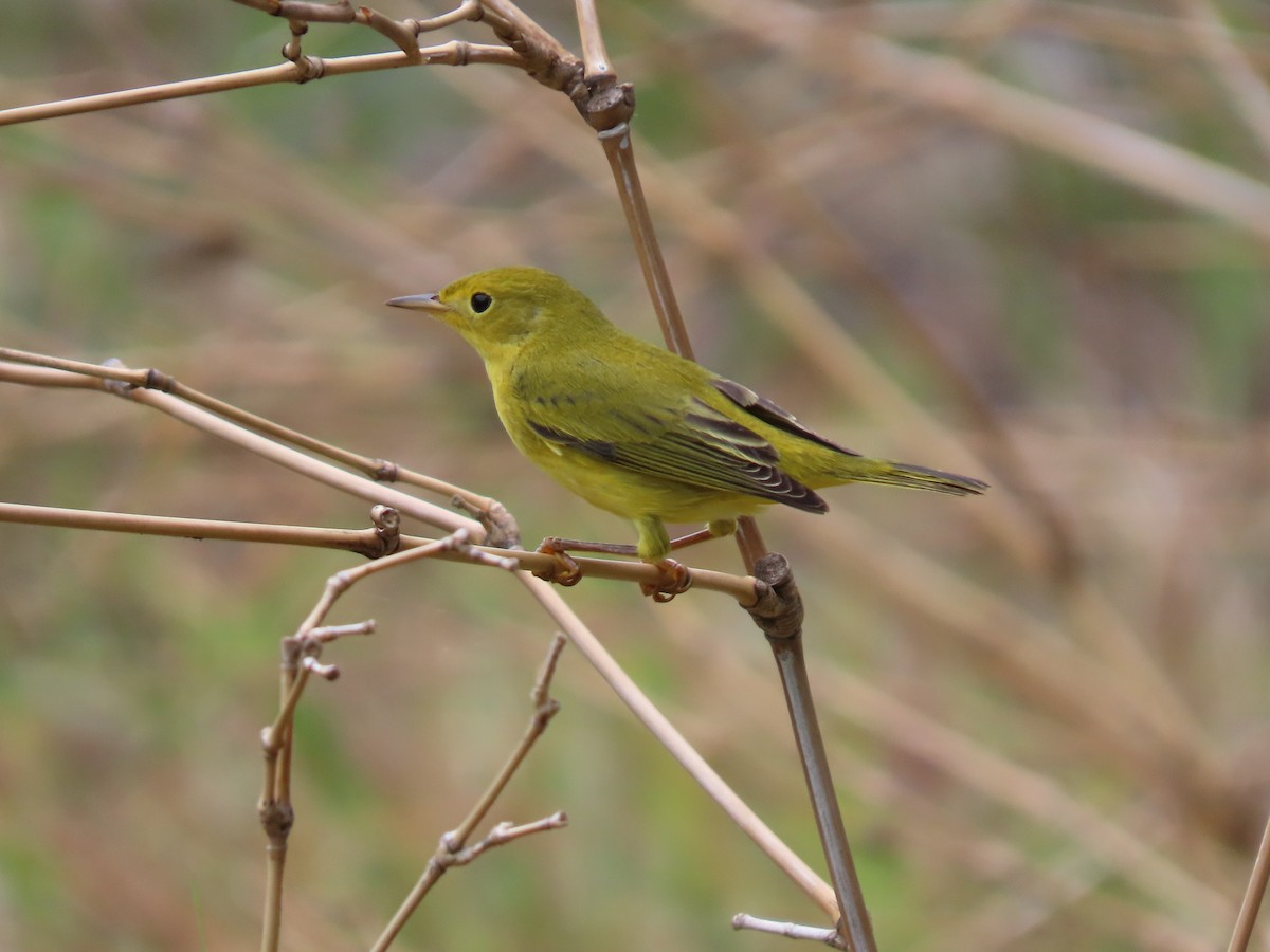 Northern Yellow Warbler - ML644605177