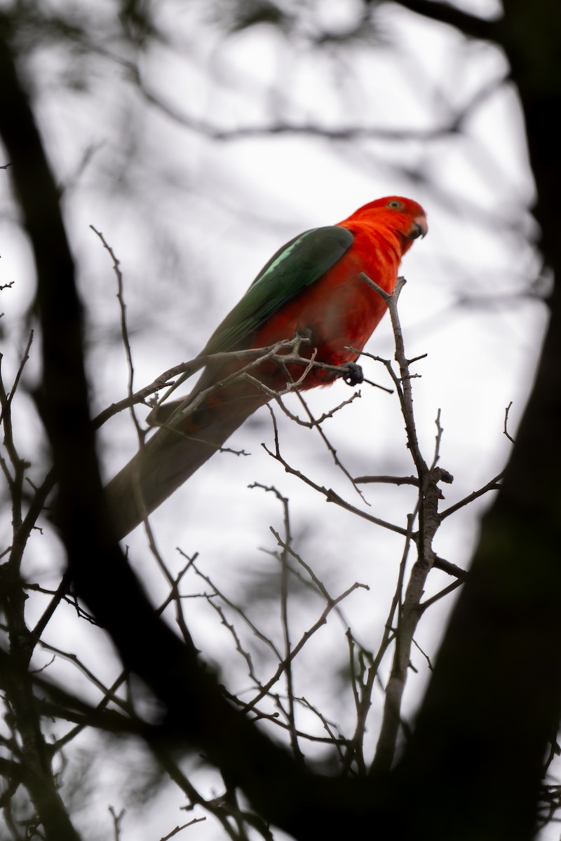 Australian King-Parrot - ML644605179