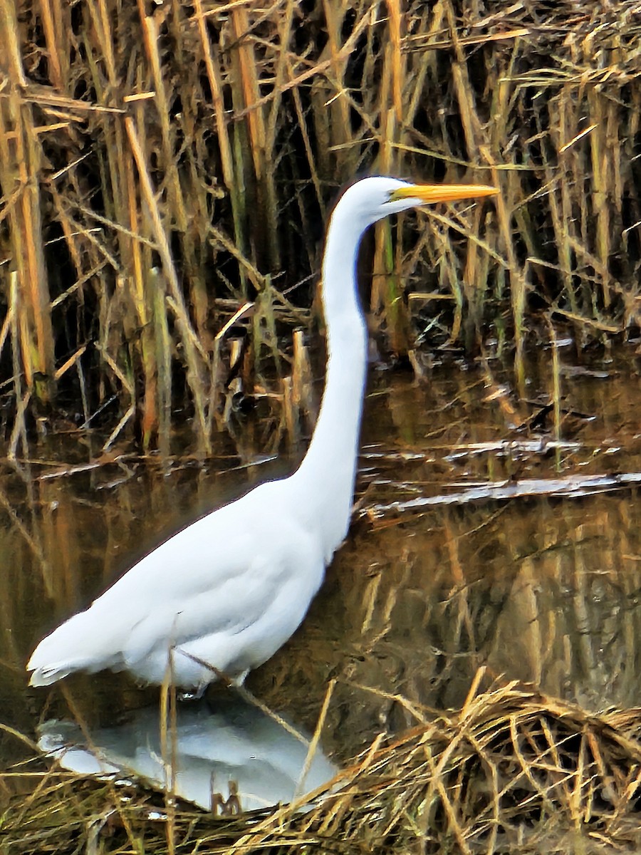 Great Egret - ML644605181