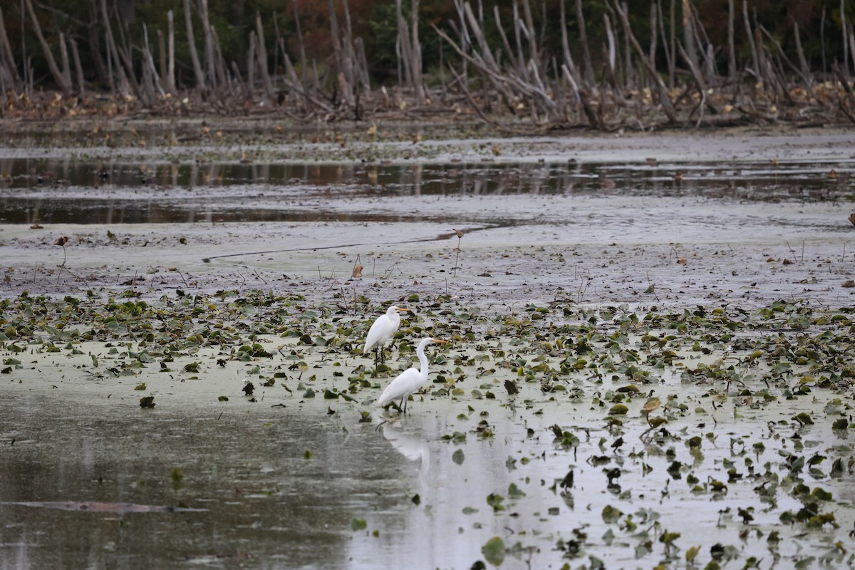 Great Egret - ML644605184