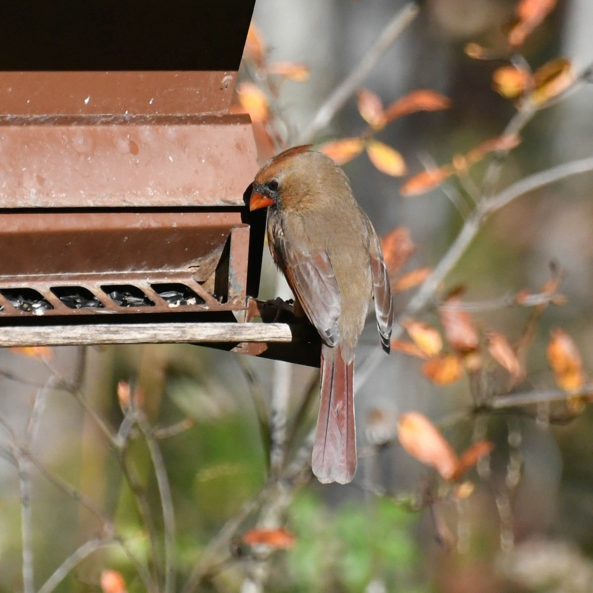 Northern Cardinal - ML644605189