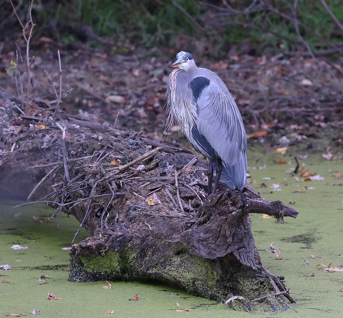 Koartza hauskara amerikarra - ML644605190