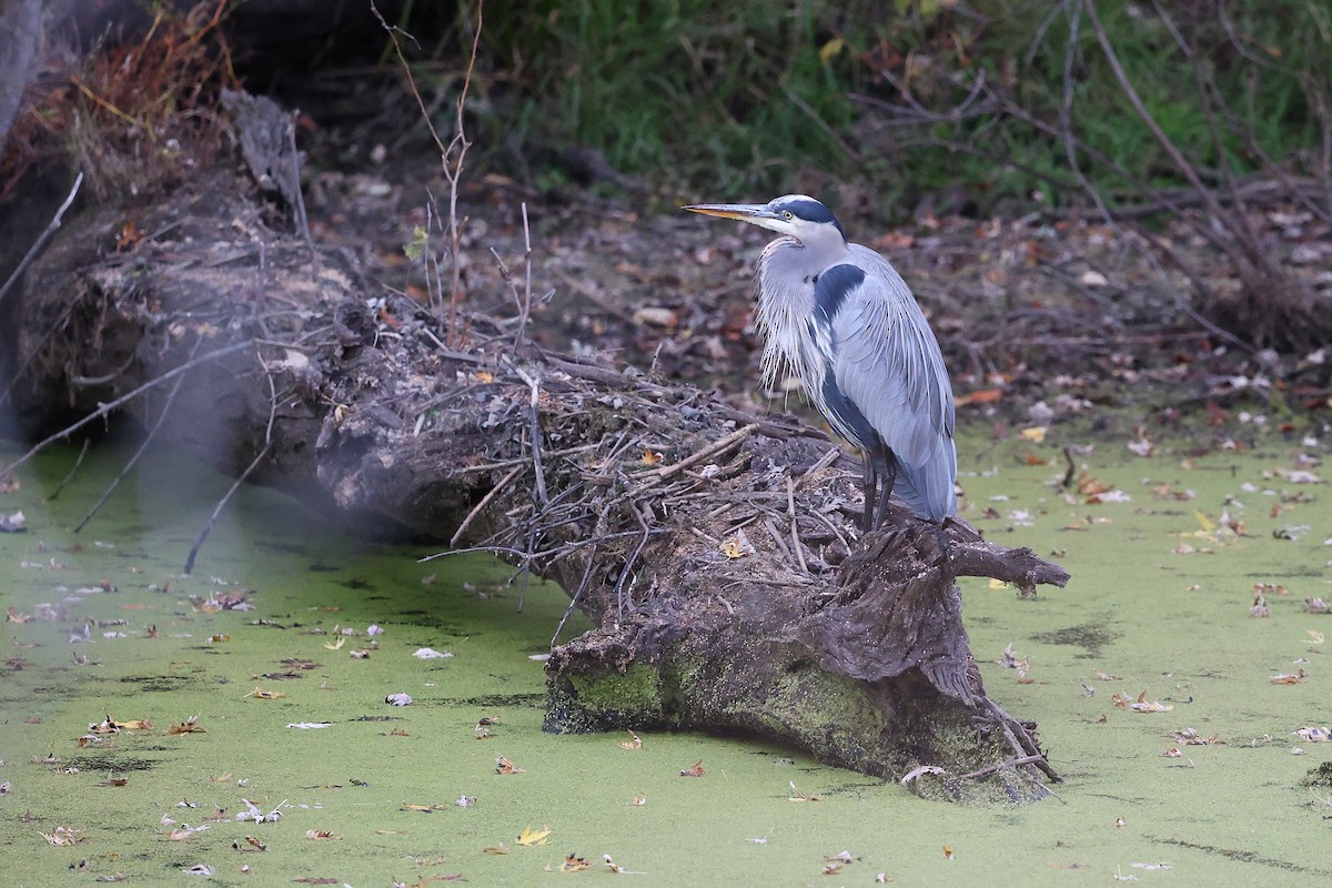 Koartza hauskara amerikarra - ML644605194