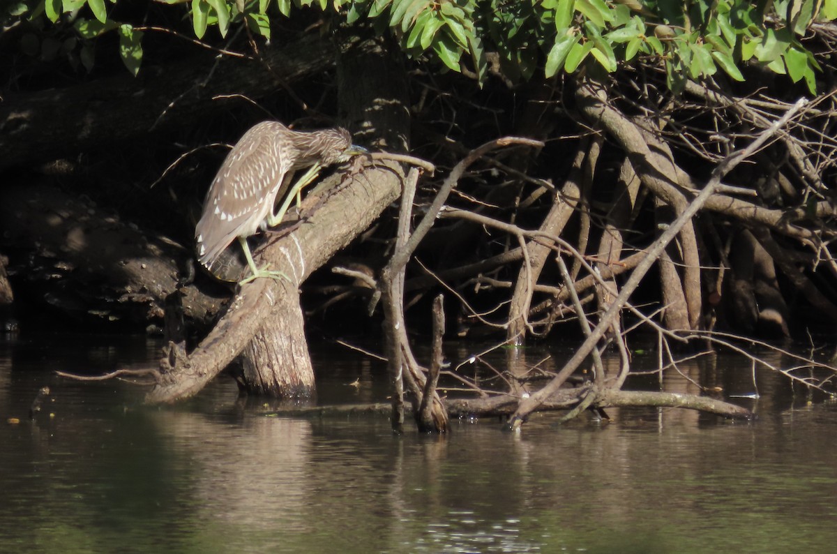 夜鷺 - ML644605198