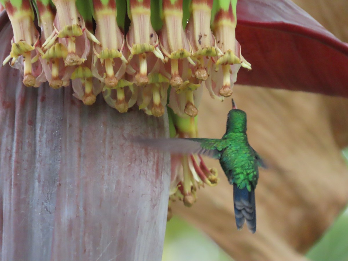 Canivet's Emerald (Canivet's) - ML644605207