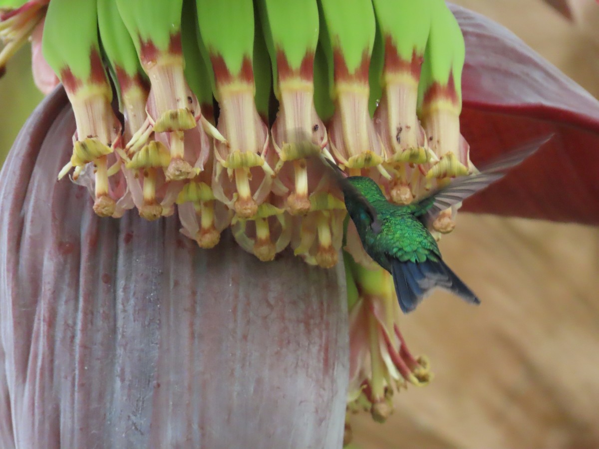 Canivet's Emerald (Canivet's) - ML644605208