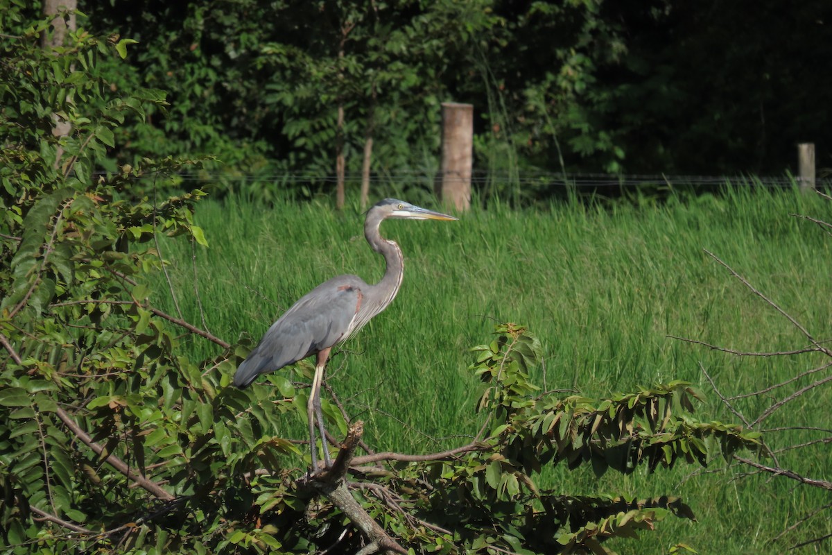 Great Blue Heron - ML644605212