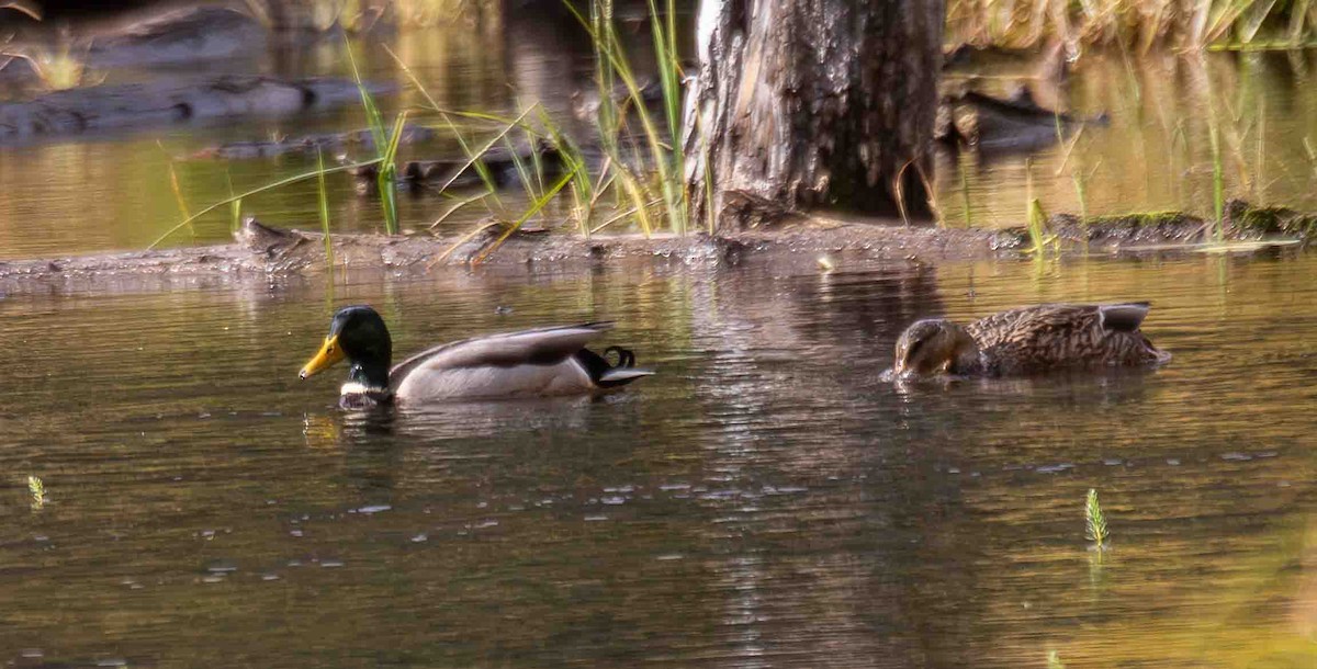 Mallard - ML644605216