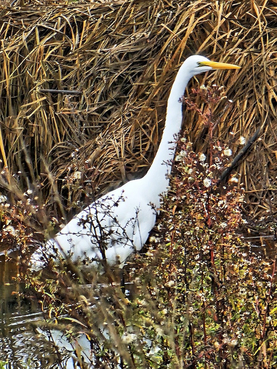 Great Egret - ML644605221