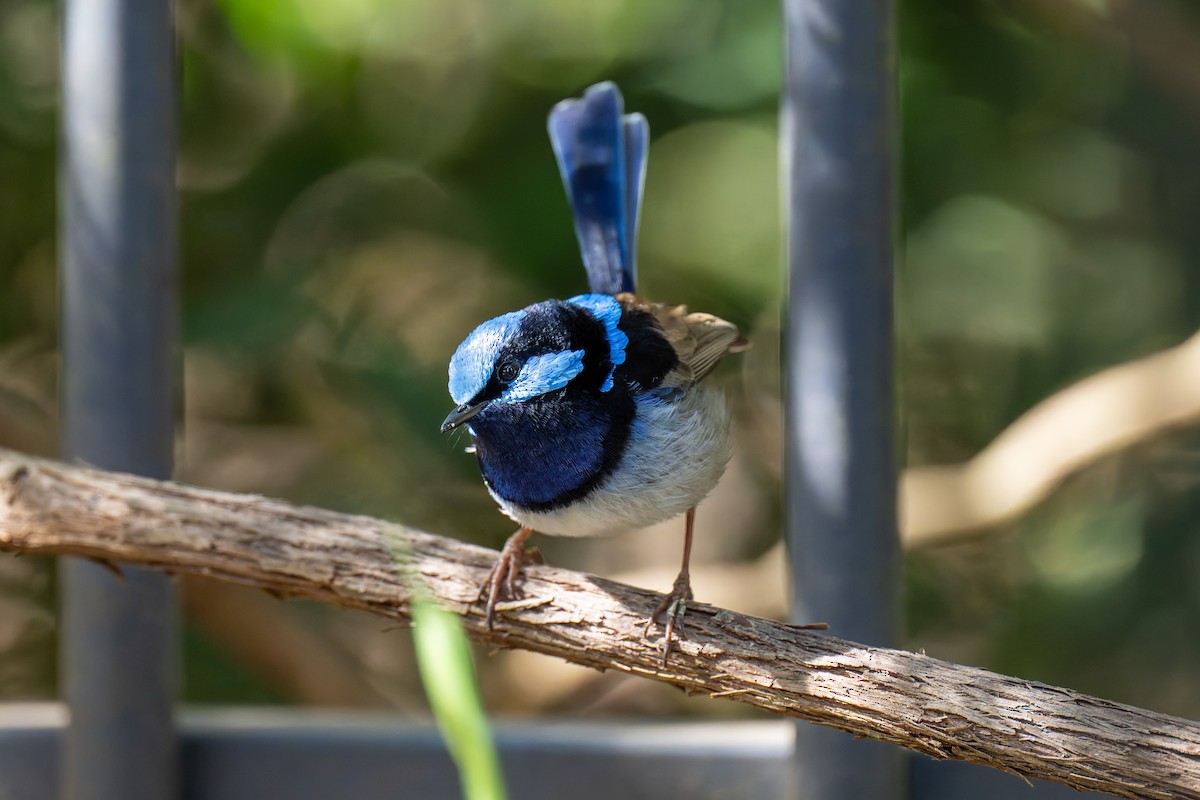 Superb Fairywren - ML644605230