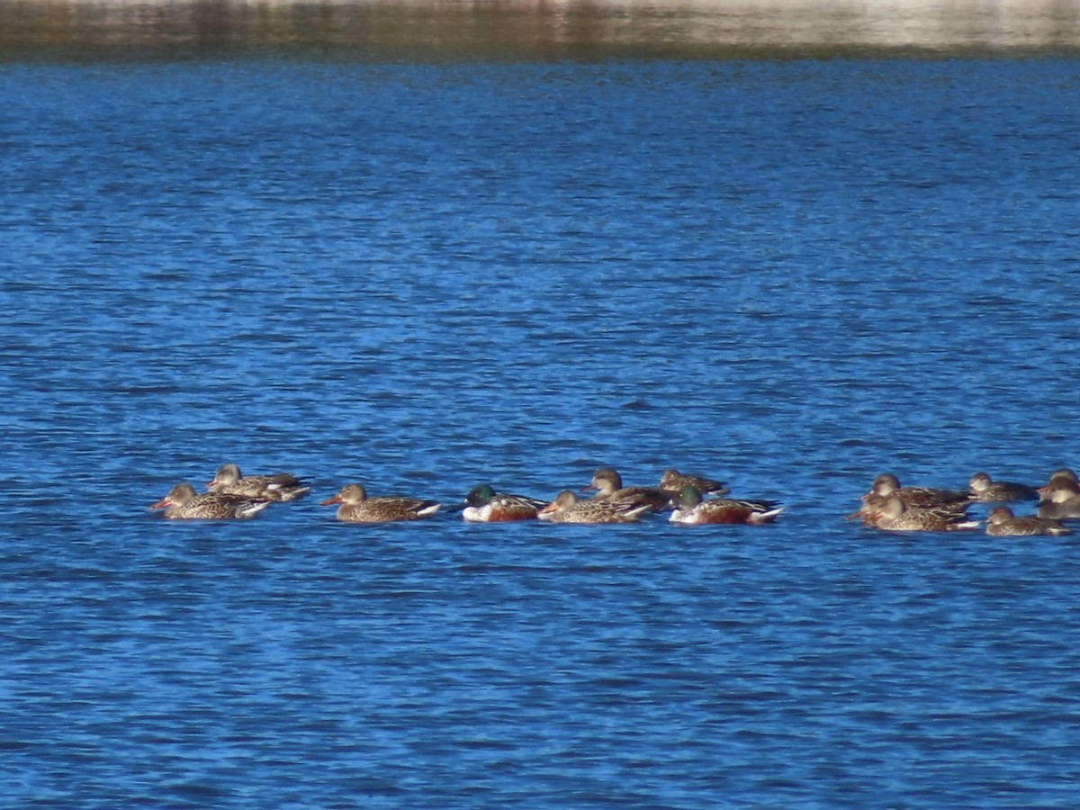 Mallard - ML644605231