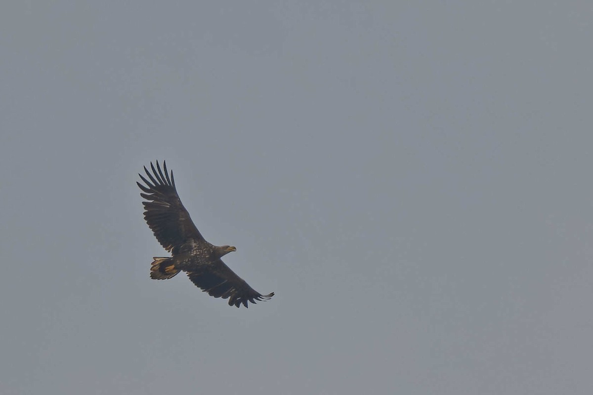 White-tailed Eagle - ML644605234