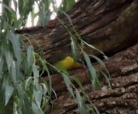 Yellow-breasted Chat - ML644605235