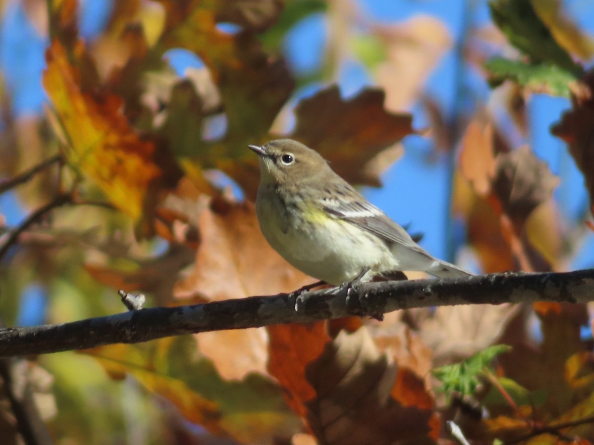 Yellow-rumped Warbler - ML644605239