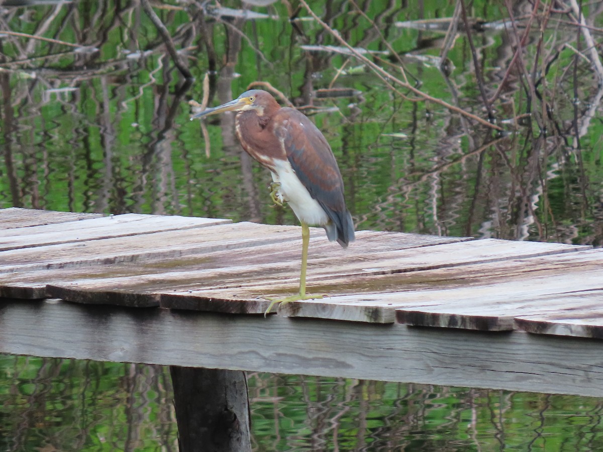 Tricolored Heron - ML644605240